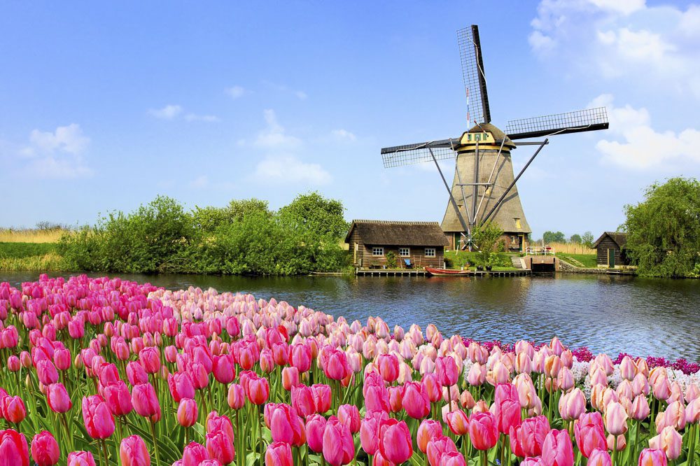Traditional Dutch windmill along a canal with pink tulip flowers